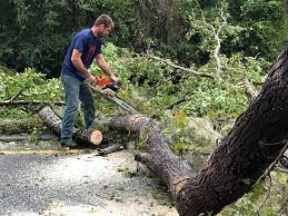 Best Stump Grinding and Removal  in Dewey, OK